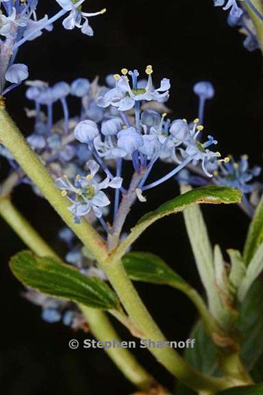 ceanothus arboreus 3 graphic